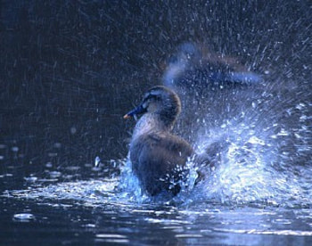 Bathing Duck, duck, bird, lake, bathing HD wallpaper
