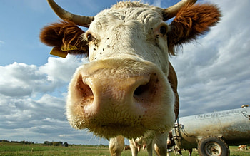 Le Moo, White, Brown, Cow, Texas, Long Horn HD wallpaper