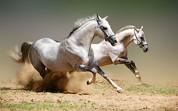 Animals, Horses, Couple, Pair, Dust, Jumping HD wallpaper