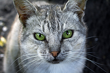 Animals, Cat, Muzzle, Striped, Color, Grey HD wallpaper