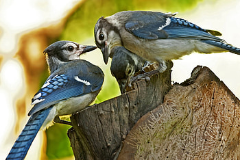 Animals, Birds, Couple, Pair, Family, Care, Stump, Penek HD wallpaper