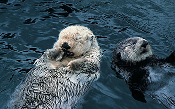 Sea otter close-up, Misty ocean backdrop, Peaceful marine life, Coastal charm HD wallpaper
