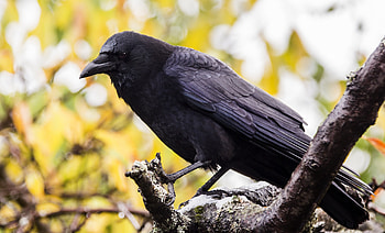 Corvus caurinus, Crows HD wallpaper