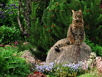 Animals, Landscape, Flowers, Grass, Rock, Sit, Cat, Stone, Garden HD wallpaper