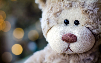 Teddy Bear, Glare, Miscellanea, Miscellaneous, Muzzle, Toy, Head HD wallpaper