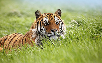 Animals, Tigers HD wallpaper