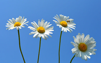 Daisies with Bee, sky, flowers, bee, daisies HD wallpaper