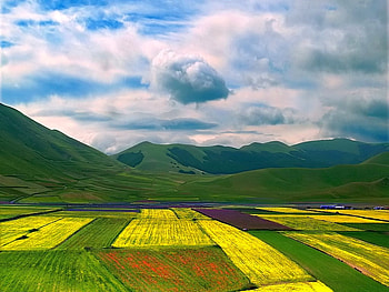 Yellow Fields, fields, beautiful, , yellow HD wallpaper