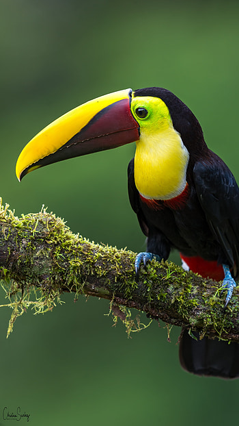 Toucans, Cute, Adorable, Bird HD phone wallpaper