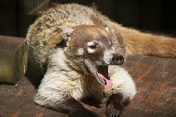 White nosed coati, Forest habitat, Mammals, Wildlife HD wallpaper