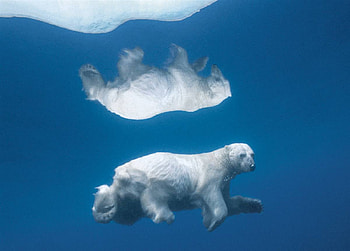Seeing Double, bears, polar, animals HD wallpaper