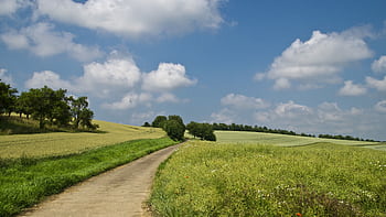 Serene countryside scene with a winding path through lush fields under a bright blue sky with fluffy clouds. HD wallpaper