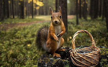 Do you want some acorns?, animal, rodent, acorn, squirrel HD wallpaper