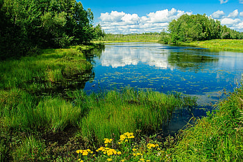 River in New Hampshire, trees, river, flowers, maine HD wallpaper