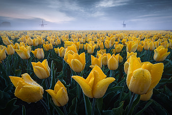 Golden Tulip Dawn: Stunning Nature, nature, tulip HD wallpaper