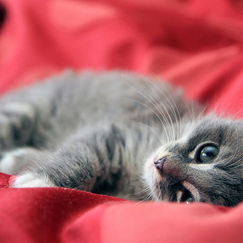 Cat, iPad , Tablet delight, Stunning resolution HD phone wallpaper