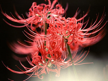 egzotic red, mist, red, flower, lily HD wallpaper