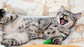 Ah, HaHaHaHa, Too Funny, cats, funny, humor, animals HD wallpaper