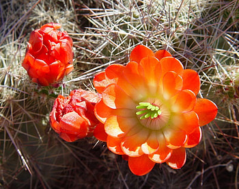 Cactus Flowers, nature, flowers, orange, cactus, beauty HD wallpaper