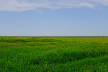 Landscape, Nature, Grass, Horizon, Field, Meadow HD wallpaper
