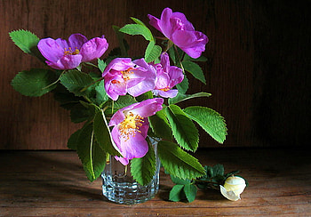 Have a glass of spring, purple, green leaves, black background, glass, flowers, water HD wallpaper