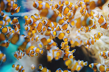 Clownfish, High Resolution HD wallpaper