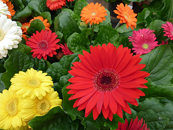 GERBERAS, Nature, Leaves, Colors, Petals HD wallpaper
