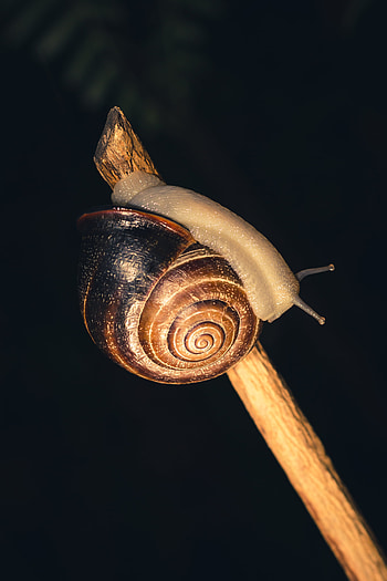 Macro, Snail, Carapace, Shell, Clam, Mollusc HD phone wallpaper