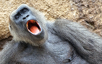 Animals, Monkey, Dream, Sleep, To Yawn, Yawn, Nap, Doze HD wallpaper