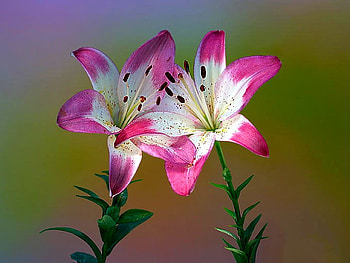 Beautiful Flowers, beautiful, flowers HD wallpaper