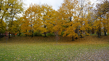 Scenic Autumn View, Autumn View, scenic fall, Scenic Autumn HD wallpaper