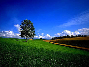blue sky, skiesss, trees, 3d fantasy, green grass HD wallpaper