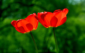 TULIPS, COLOR, PETALS, NATURE, STEMS HD wallpaper