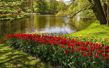Park in Spring, Park, Nature, Tulips, Spring HD wallpaper