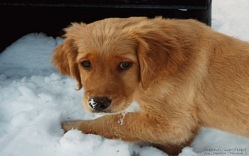 Retriever puppy, dog, sweet, puppy, retriever HD wallpaper