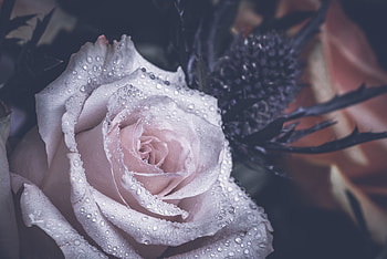 Flowers, Drops, Rose Flower, Rose, Petals HD wallpaper