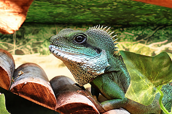 Animals, Color, Lizard, Reptile HD wallpaper