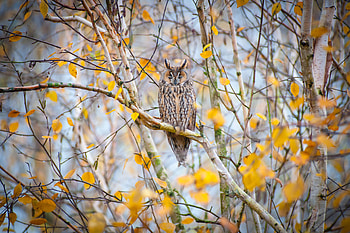 Animals, Nature, Owl, Bird, Wood, Tree, Branches HD wallpaper