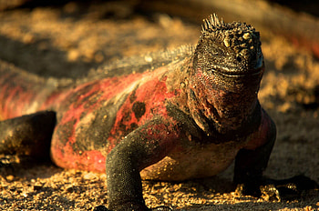 Galapagos Safari, Recommendations by guides HD wallpaper