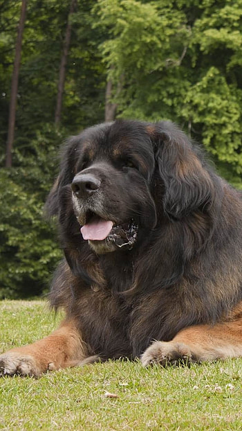 Huge Dog Breeds, Leonberger, Big Dog HD phone wallpaper