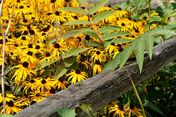 Wildflower Fence, flower fence, sunflowers, fence, wildflower, daisies HD wallpaper