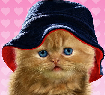 Kitten, blue, animal, cute, cat, orange, ginger, pisica, pink, funny, hat HD wallpaper