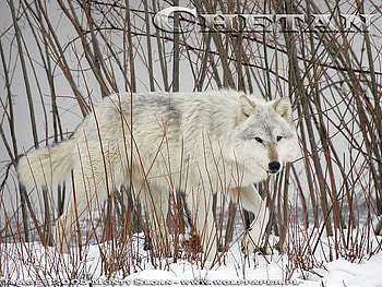 White Wolf In The Willows, wolves, white wolf, forests, grey wolf, wolf pup, animals, snow, nature, pretty wolf HD wallpaper