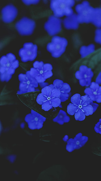 Blue Aesthetic, Beautiful Flowers HD phone wallpaper