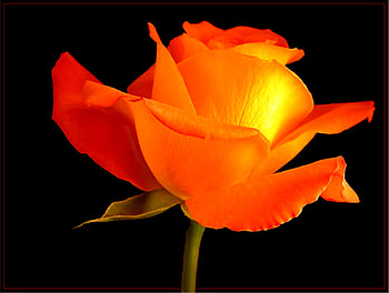 Jeri's Card, rose, stalk, flower, green, orange HD wallpaper