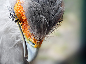 I'm so shy..., beak, lash, head, bird HD wallpaper