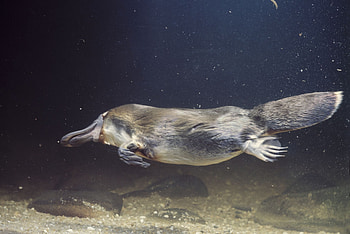 Platypus, Acute animal, Fascinating features, Curious nature HD wallpaper