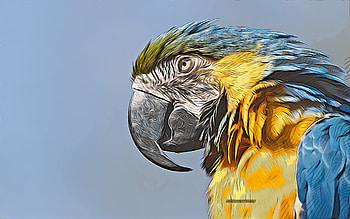 Blue-and-yellow macaw, , vector art, Blue-and-yellow macaw drawing, creative art, Blue-and-yellow macaw art, vector drawing, abstract birds, parrots drawings, macaw HD wallpaper