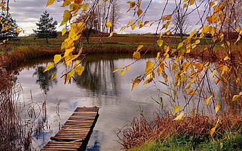 Autumn, Latvia, birch, pond, pier HD wallpaper