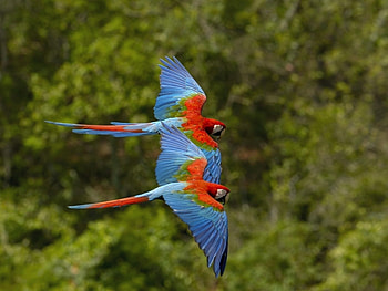 Animals, Birds, Parrots HD wallpaper
